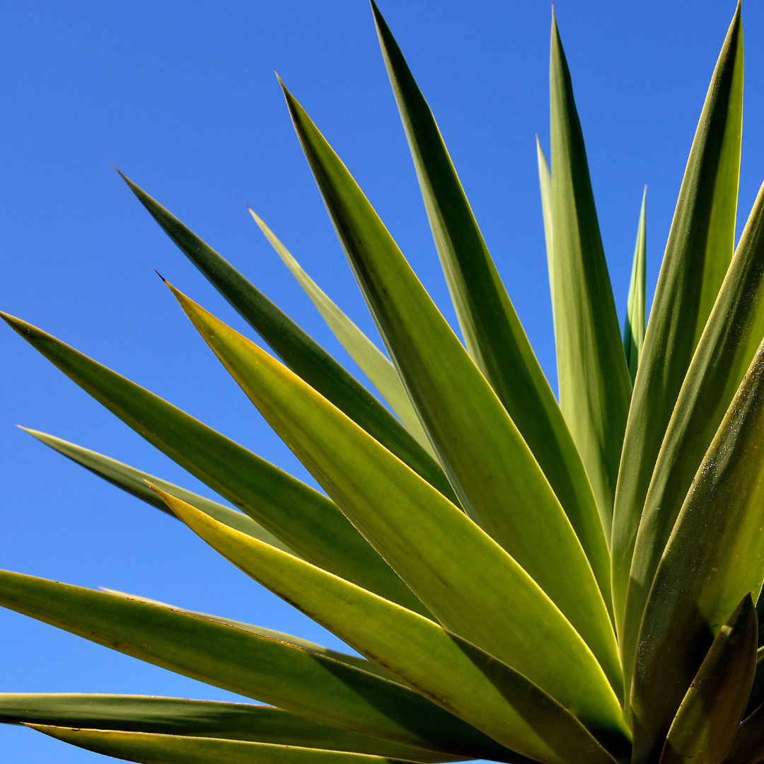 "Close-up photo of vibrant green agave plant against a clear blue sky."